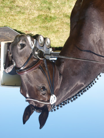 Dressurpferd Sterndeuter 14 (Oldenburger, 2008, von Swarovski)