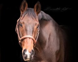 Springpferd Crossouver (Deutsches Sportpferd, 2010, von Pikeur Crossfire)