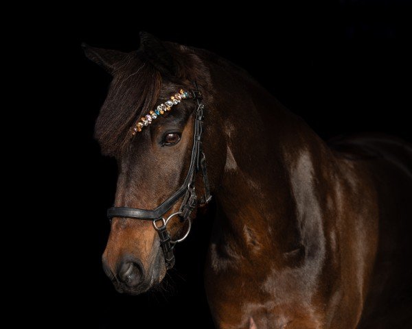 Springpferd Rudi Royal 4 (Deutsches Reitpony, 2010, von Rednexx)