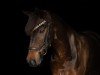Springpferd Rudi Royal 4 (Deutsches Reitpony, 2010, von Rednexx)