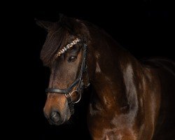 jumper Rudi Royal 4 (German Riding Pony, 2010, from Rednexx)