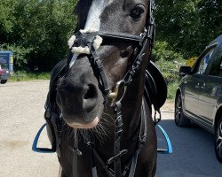 jumper Juliette 28 (German Riding Pony, 2006, from Pink Floyd)