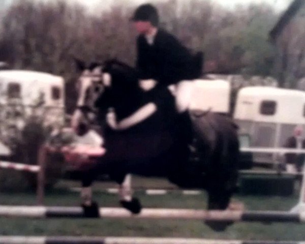 horse Carinio 4 (Holsteiner,  , from Calvados Junior)