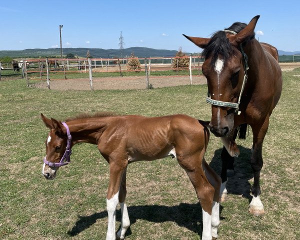 jumper Conteo (Hungarian Warmblood, 2021, from Concilio)