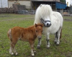 Pferd Horia von Repgow (Shetland Pony (unter 87 cm), 2021, von Meechlands Dragon Fly)