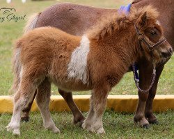 Pferd Taschka von Repgow (Shetland Pony (unter 87 cm), 2021, von Meechlands Dragon Fly)