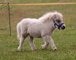 jumper Helene von Repgow (Shetland pony (under 87 cm), 2021, from Thorax von Repgow)