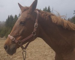 broodmare Fidelija (Russian Trakehner, 2008, from Delfin)