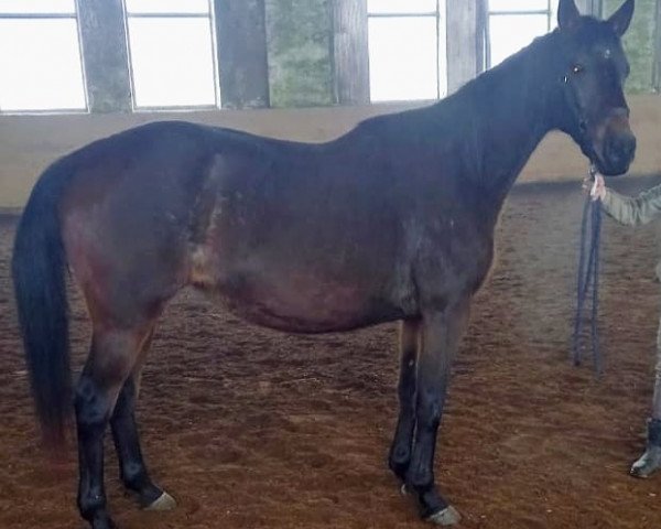 horse Vombata (Russian Trakehner, 2008, from Buben)