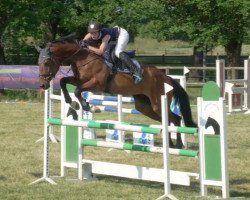 jumper Sam S 4 (German Sport Horse, 2016, from Saint Amour)