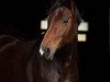 dressage horse Doke Vita (Württemberger, 2012, from Kk Dominant)