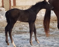 horse Perseus (Russian Trakehner, 2021, from Vagner)