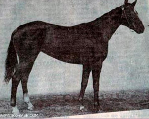 broodmare Edit xx (Thoroughbred, 1962, from Dersky xx)