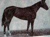 broodmare Edit xx (Thoroughbred, 1962, from Dersky xx)