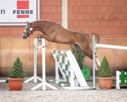 Deckhengst Bellissimo de Luxe (Deutsches Reitpony, 2017, von Basall)