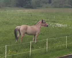 broodmare Unni Møldrup (Fjord Horse, 2014, from Orkan Skovå)