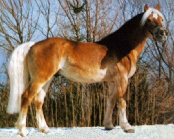stallion Starost (3,125% ox) (Edelbluthaflinger, 1988, from Stromboli)