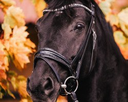 Pferd Karissmo (Trakehner, 2007, von Sheik Mandu 1996 ox)