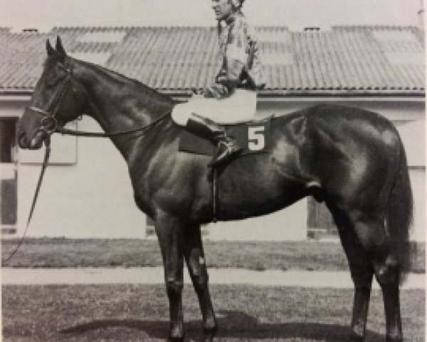 stallion Young Generation xx (Thoroughbred, 1976, from Balidar xx)