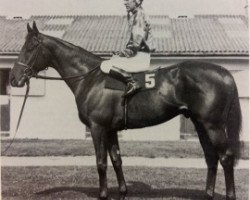 stallion Young Generation xx (Thoroughbred, 1976, from Balidar xx)