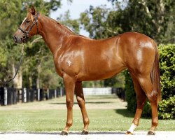 broodmare Tamerett xx (Thoroughbred, 1962, from Tim Tam xx)