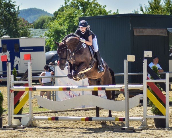 jumper Laffite Blue (Czech Warmblood, 2012, from Drosselklang II)