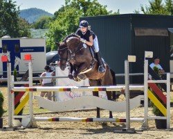 jumper Laffite Blue (Czech Warmblood, 2012, from Drosselklang II)