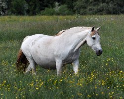 broodmare Española XXV (Pura Raza Espanola (PRE),  , from Fugitivo II)