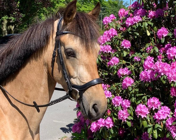 Springpferd Menlo Paladore Lady (Connemara-Pony, 2017)