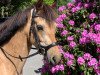 jumper Menlo Paladore Lady (Connemara Pony, 2017)