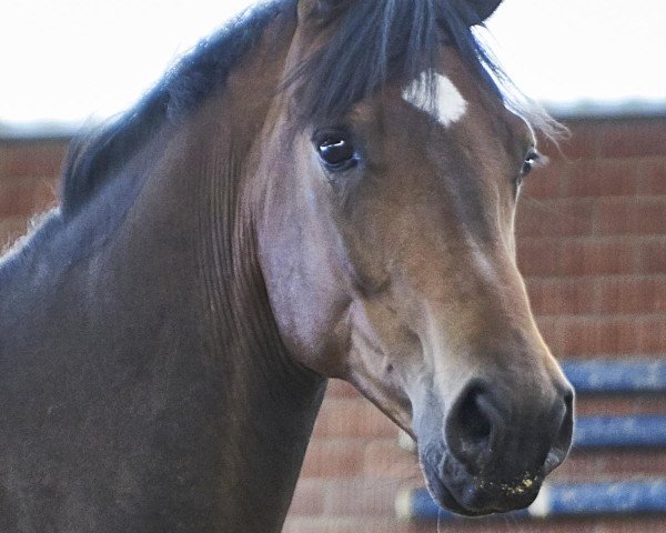 horse Flavio (Hanoverian, 2017, from Florenz 71)