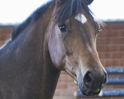horse Flavio (Hannoveraner, 2017, from Florenz 71)