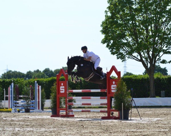 Springpferd Oasis d'O (Holsteiner, 2018, von Origi D'o)
