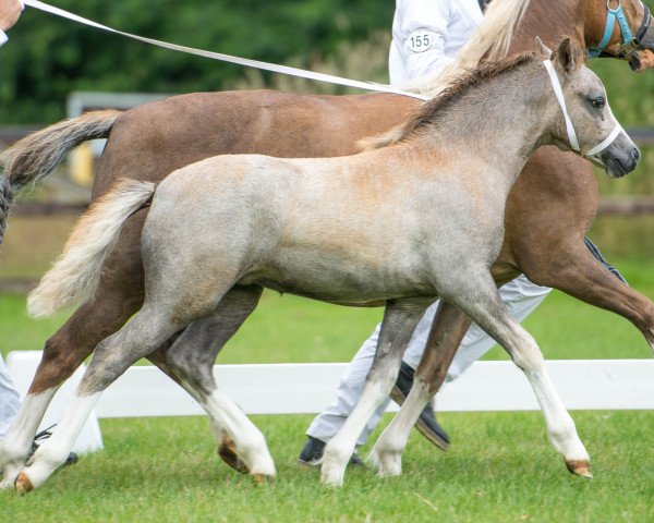 broodmare Challenge Sweet Caya (Welsh mountain pony (SEK.A), 2014)