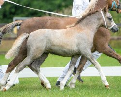 broodmare Challenge Sweet Caya (Welsh mountain pony (SEK.A), 2014)