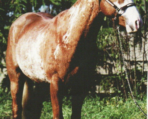 horse Colonel Clarke (Paint Horse, 1994, from Clarke Kent)