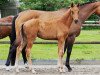 dressage horse Vasya M (Oldenburg, 2021, from Vaderland OLD)