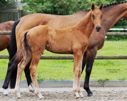 dressage horse Vasya M (Oldenburg, 2021, from Vaderland OLD)