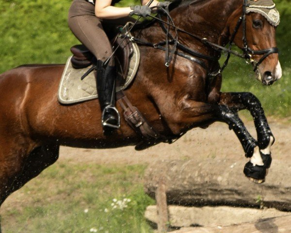 Springpferd Hamada (Wielkopolska, 2001, von Czad)