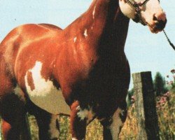 Pferd Impressalito (Paint Horse, 1987, von Jetalito)