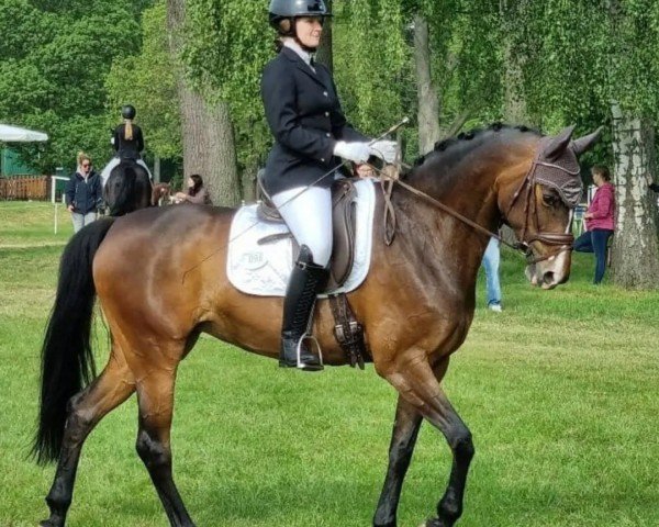 dressage horse Die Magie (Oldenburg, 2013, from Sandro Hit)