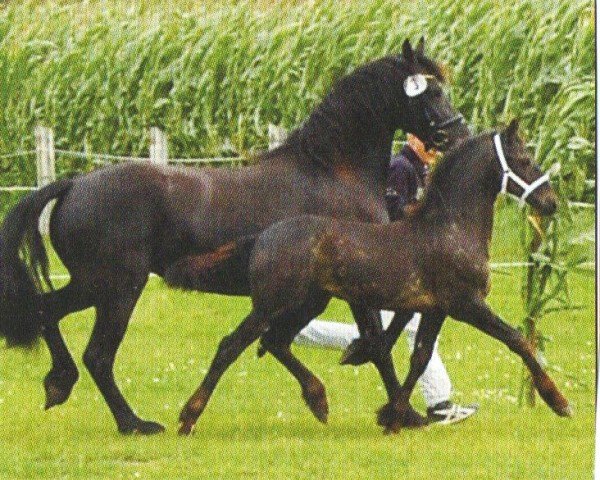 horse Leopold (Friese, 2011, from Harmen 424)