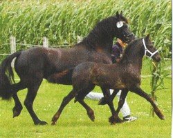 horse Leopold (Friese, 2011, from Harmen 424)