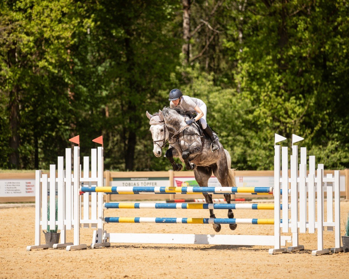 jumper Urml vom Scheulenhof (German Sport Horse, 2019, from Colman)
