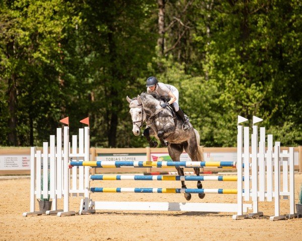 jumper Urml vom Scheulenhof (German Sport Horse, 2019, from Colman)