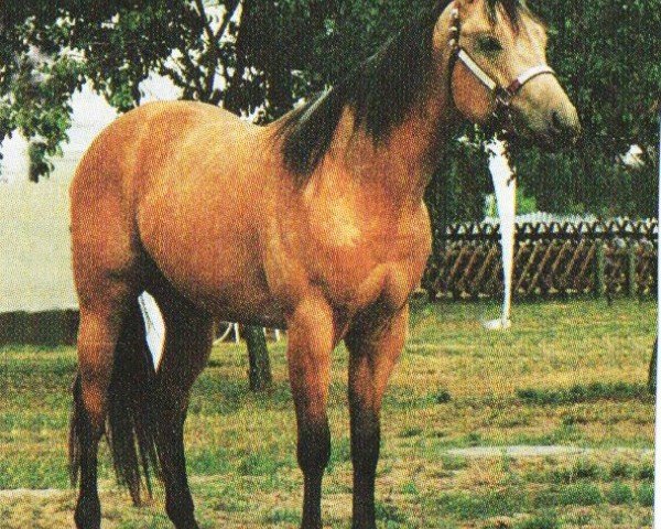 horse Im Ever Dream (Quarter Horse, 1994, from Im Ever Cool)
