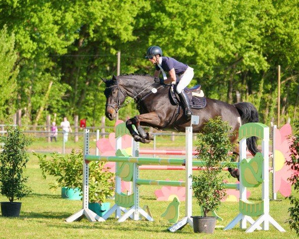 jumper Zalando Lounge (Hanoverian, 2018, from Zinedream)
