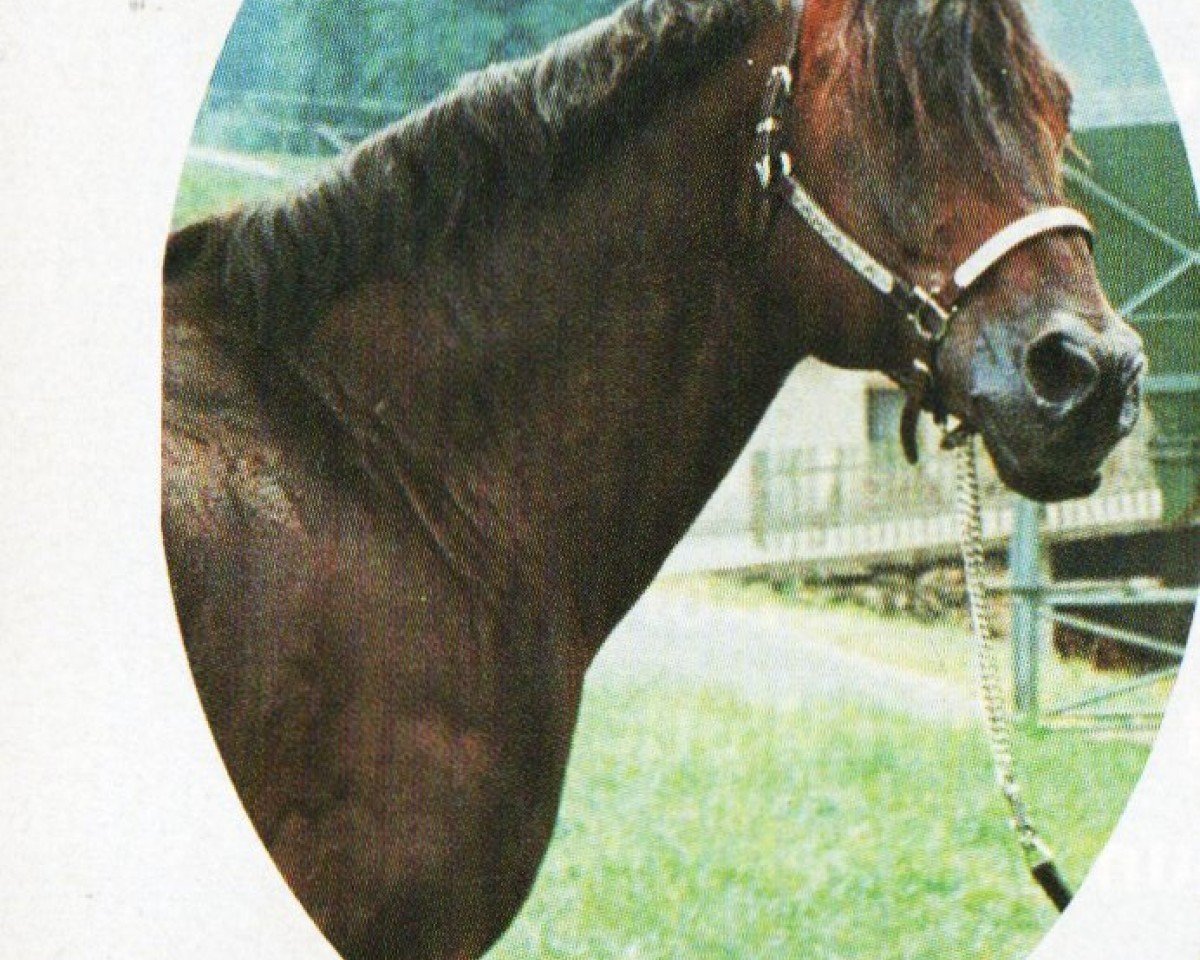 stallion Cool Buster Brown (Quarter Horse, 1982, from South Forks Royal)
