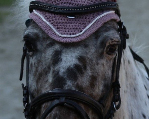dressage horse Bronko (unknown, 2009, from Cornet Obolensky)