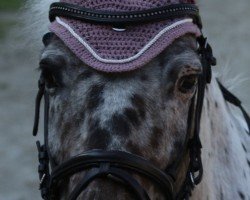 dressage horse Bronko (unknown, 2009, from Cornet Obolensky)
